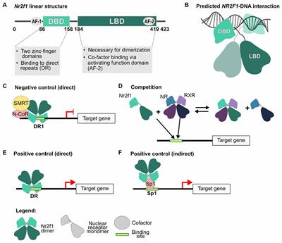 Structural and Functional Aspects of the Neurodevelopmental Gene NR2F1: From Animal Models to Human Pathology